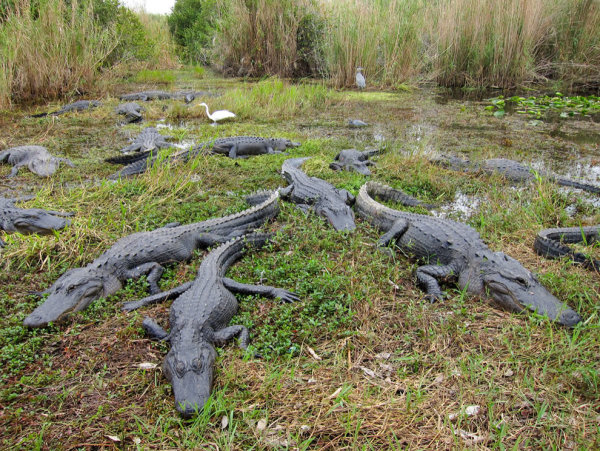 20 Fun Facts about Florida
